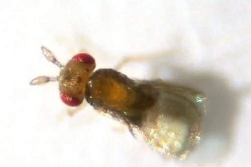 Schlupfwespe Trichogramma, Klick führt zu Großansicht in neuem Fenster