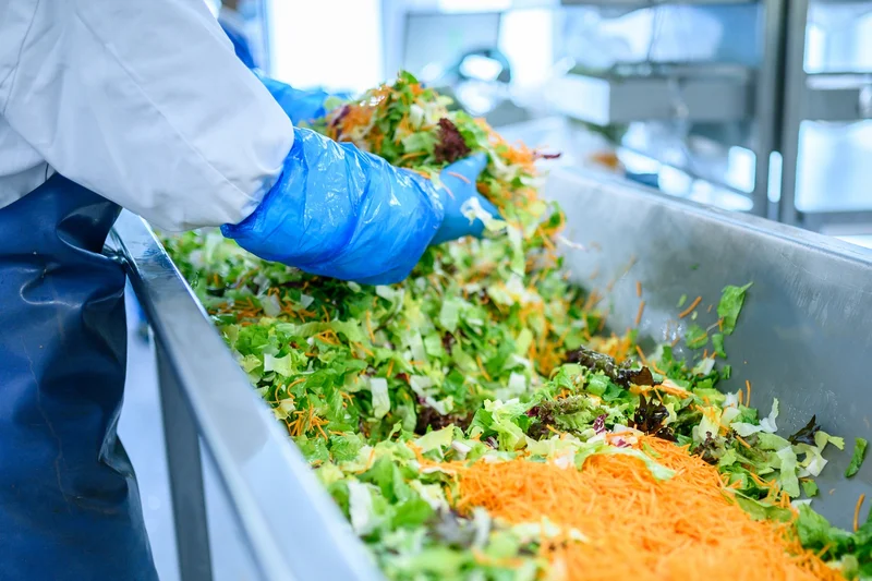 Produktion von Fresh-Cut-Salaten. Klick führt zu Großansicht in neuem Fenster.