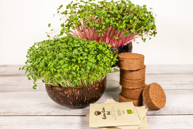 Microgreens in einer Kokosschale. Klick führt zu Großansicht in neuem Fenster, schließen per ESC.