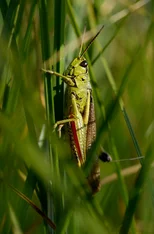 Hellgrüne Heuschrecke im hohen Gras. Klick führt zu Großansicht im neuen Fenster.