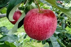 Verbesserte Bodengesundheit im Obstanbau