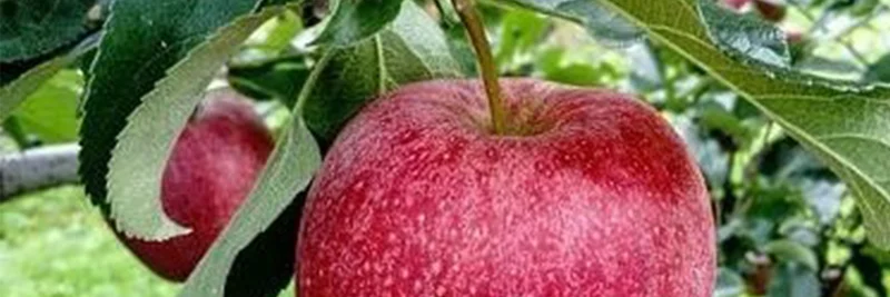Apfel an einem Baum.