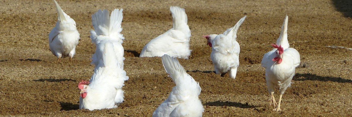 Legehennen im mit Strohmehlpellets eingestreuten Nahbereich