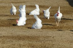 Reduktion von Nährstoffeinträgen in Legehennenausläufen
