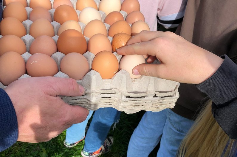 Eierkarton voller Eier.