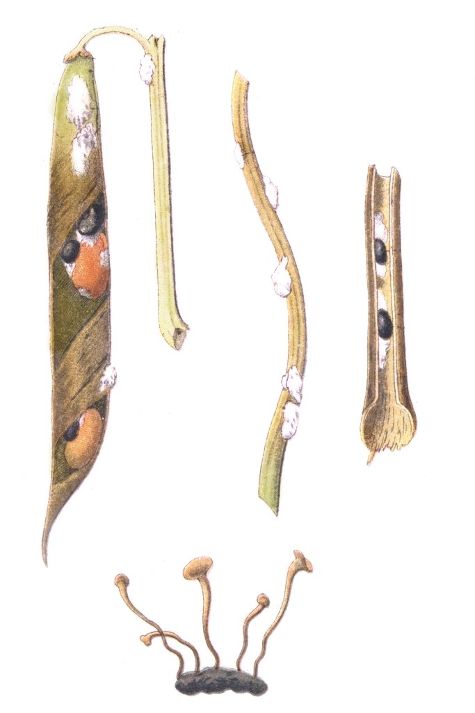 Lebenszyklus sclerotinia sclerotiorum. Klick führt zu Großansicht.