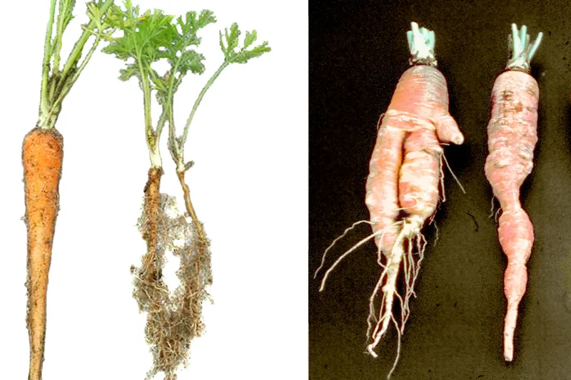 Wurzelläsionsnematode (Pratylenchus crenatus, P. neglectus, P. penetrans)
