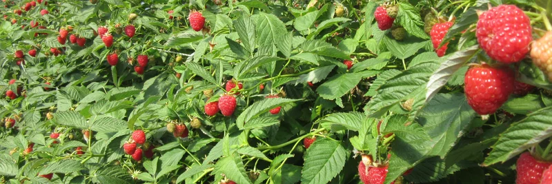 Bio-Himbeeren angebaut unter einem Folientunnel. 