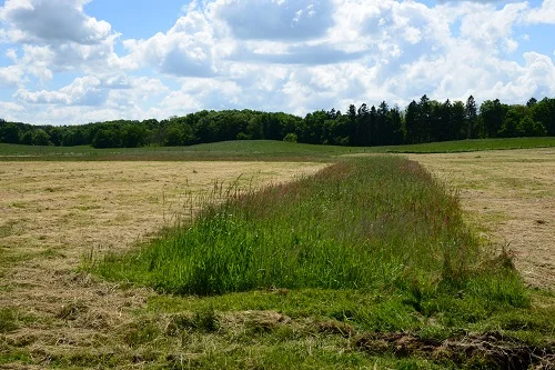 Hoher, grüner Streifen in der gemähten Wiese. Klick führt zu Großansicht im neuen Fenster.