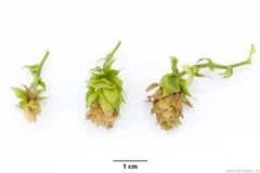 Hopfenerdfloh Schaden Dolden