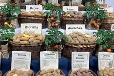 Heimische Bio-Kartoffeln