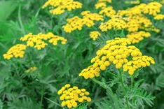 Pflanze des Monats August 2023: Rainfarn (Tanacetum vulgare)