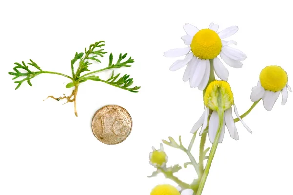 Echte Kamille Matricaria recutita