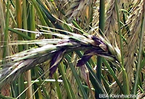 Roggen-Ähre mit "Mutterkorn"