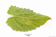 Hopfen Blattunterseite Milbengespinste