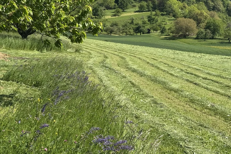 Heu auf der Wiese. Klick führt zu Großansicht in neuem Fenster.