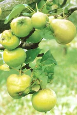 Geschädigte Äpfel. Zum Vergrößern Klicken.