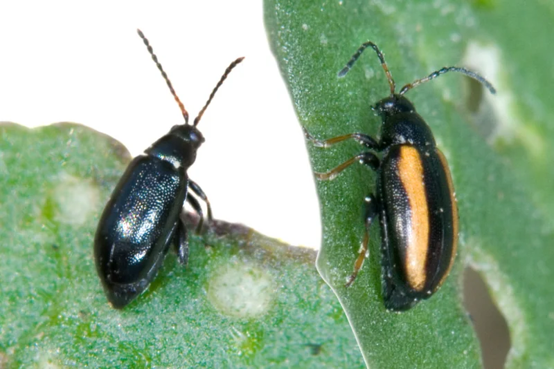 Kohlerdflöhe (Phyllotreta)