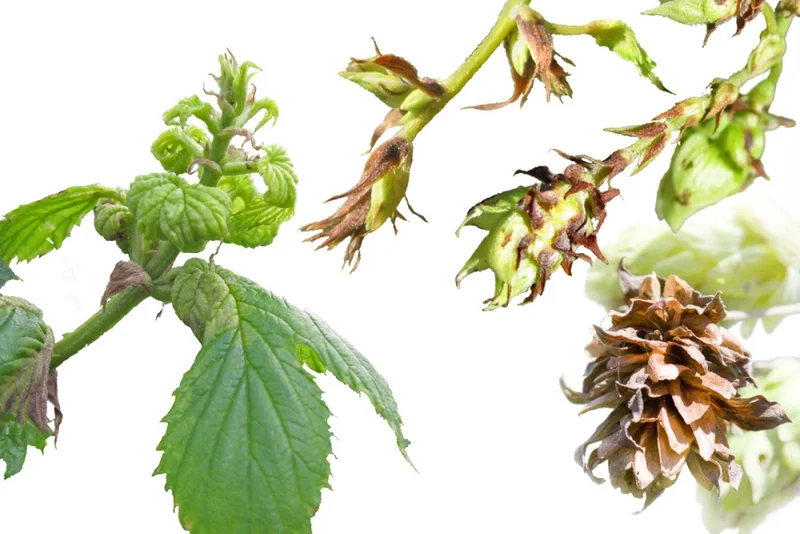 Falscher Mehltau (Pseudoperonospora humuli)