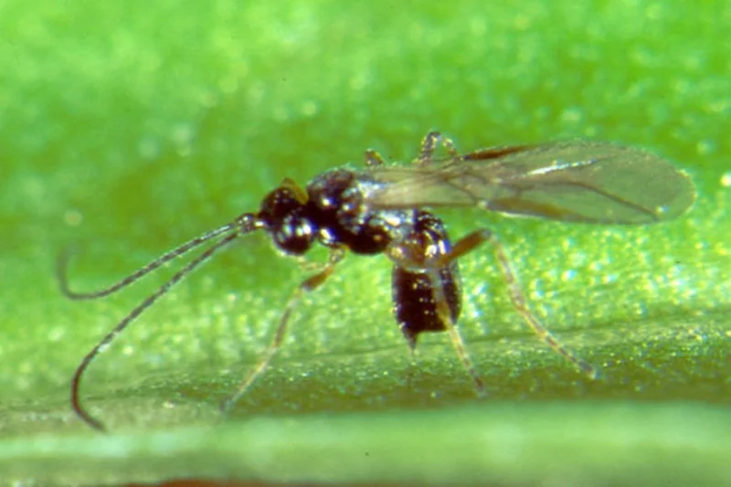 Dacnusa sibirica (Schlupfwespenart)