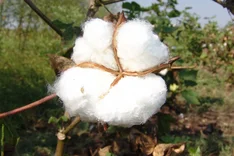 Bio-Baumwolle fruchtet