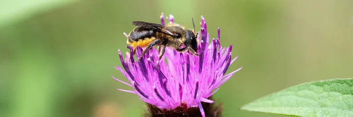 Zweihöckrige Mauerbiene auf Distel.
