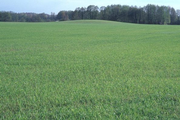Triticale