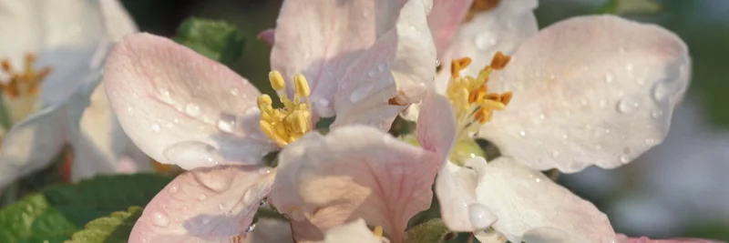 Apfelblüte