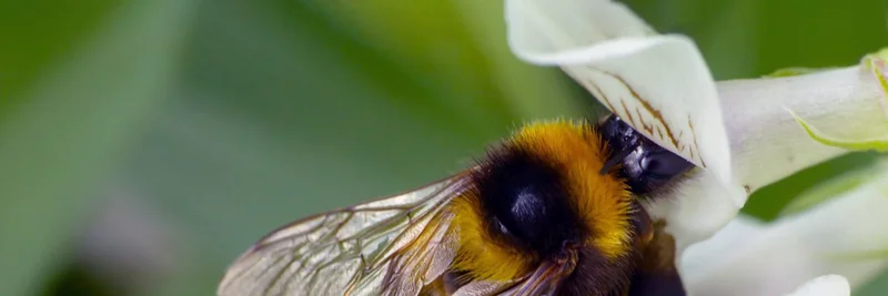 Hummel an Ackerbohnenblüte, Foto: Nicole Beyer