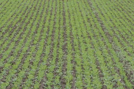 Feld mit jungen Trieben Winterlein.