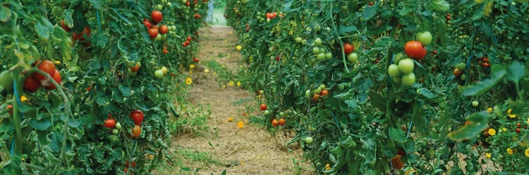 rote und grüne Tomaten am Strauch