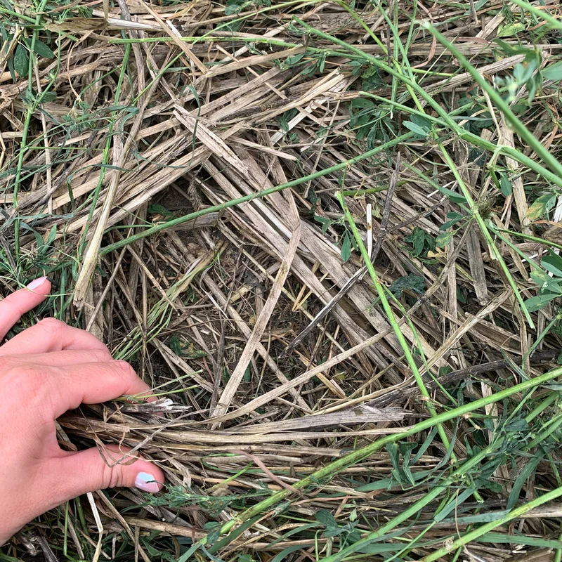 Eine Hand verdeutlicht die Dicke der Mulchschicht nach einem Mob Grazing-Einsatz. Klick führt zu Großansicht in einer Lightbox. Zum Schließen der Lightbox ESC drücken.