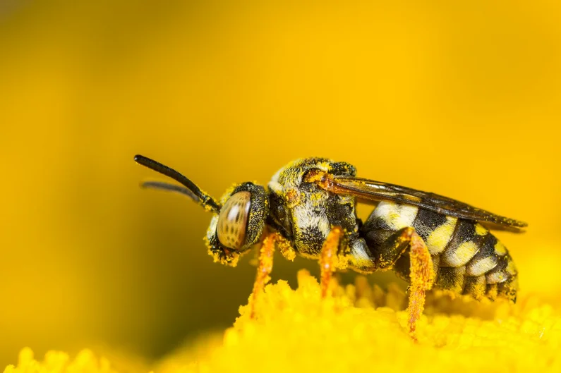 Gewöhnliche Filzbiene Gewöhnliche Filzbiene (Klick öffnet neues Fenster)