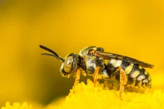 Gewöhnliche Filzbiene (Epeolus variegatus, LINNAEUS, 1758)