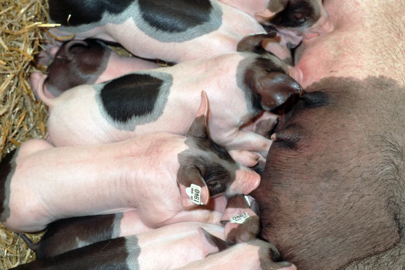 Saugende Ferkel, Klick führt zu Großansicht im neuen Fenster