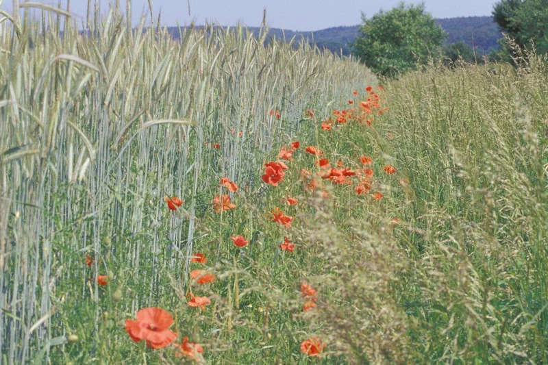 Wildmohnblüten am Rand eines Getreidefelds.