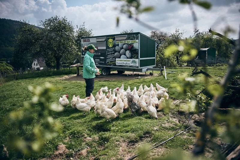 Eine Frau, die eine Hühnerschar weißer Hennen auf einer Wiese füttert. Klick führt zu Großansicht.