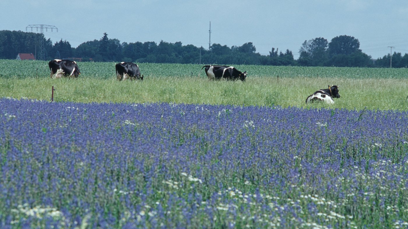 Blau-blühende Lupinen vor einer Kuhherde