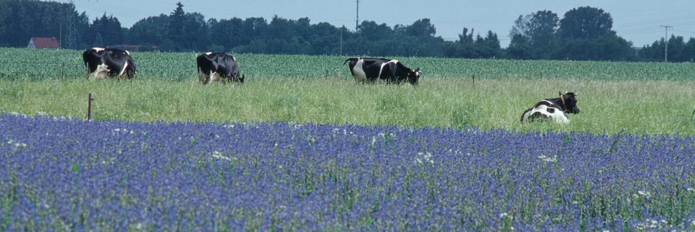 Blau-blühende Lupinen vor einer Kuhherde und einem Wald