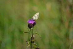 Schmetterling auf Blüte.