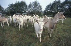 Heimische Schaf- und Ziegenprodukte – Ansätze zur Absatz- und Imageverbesserung