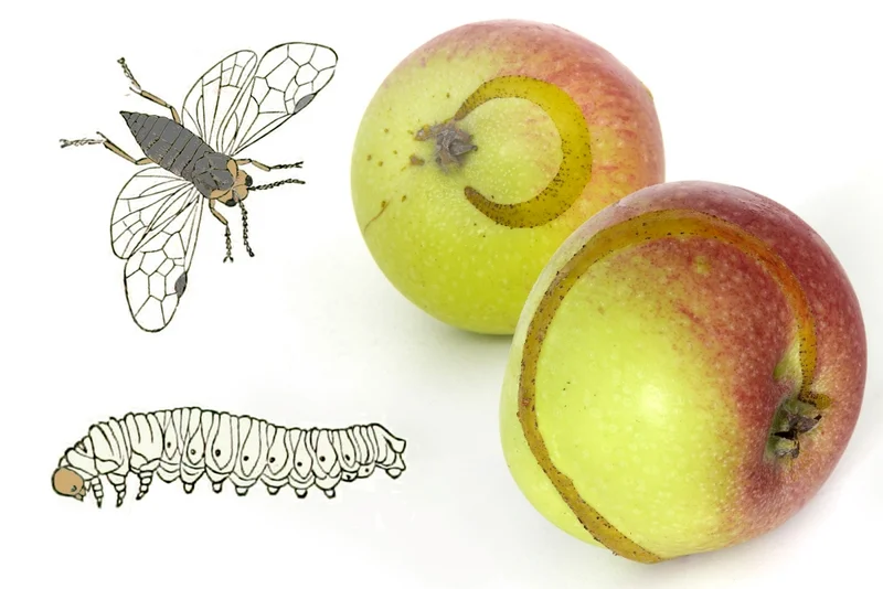 Apfelsägewespe (Hoplocampa testudinea)