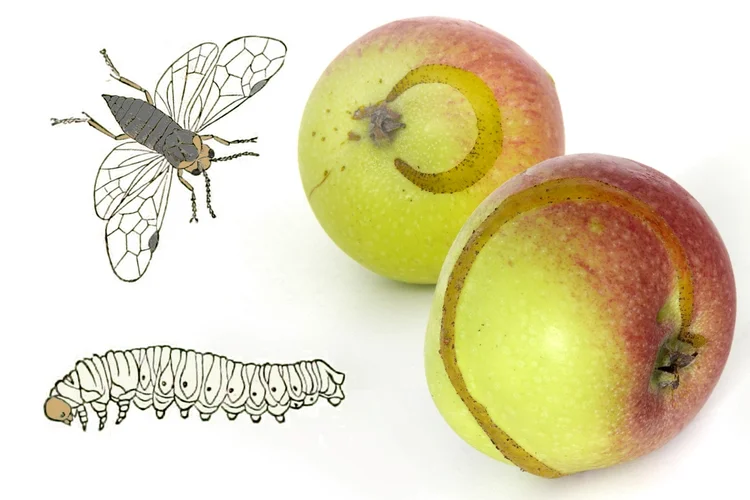 Apfelsägewespe, Rauoe und Fraßgang an Apfel. Zum vergrößern Klicken.