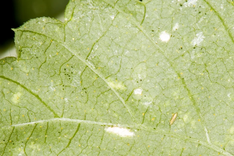 Thrips und seine Ausscheidungen an Hopfen