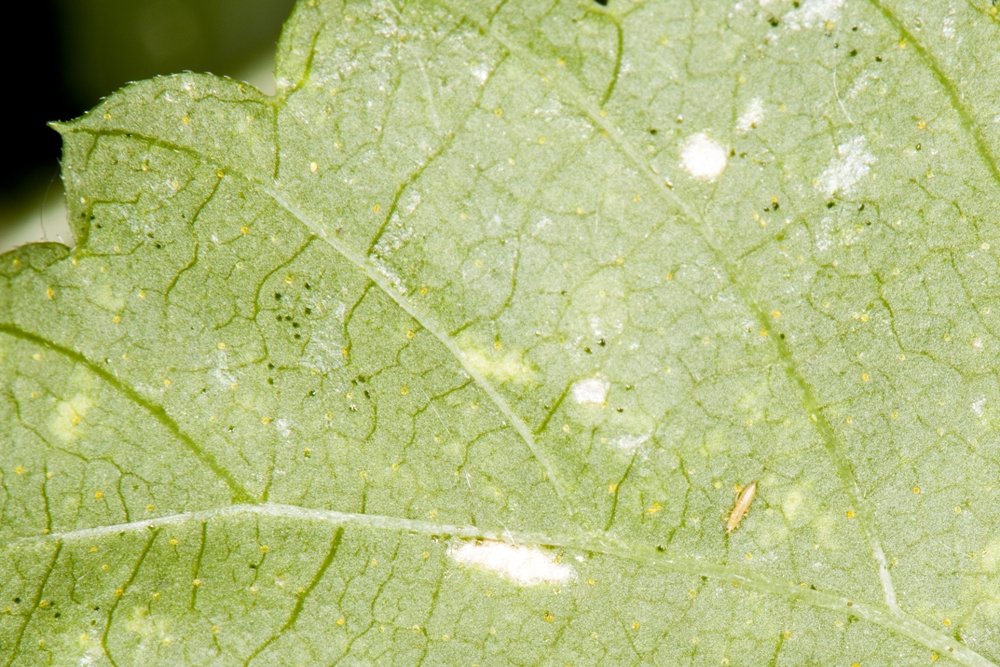 Thrips und seine Ausscheidungen an Hopfen