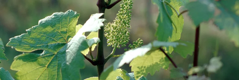 Weinstöcke mit Blüte, Klick führt zu Großansicht im neuen Fenster