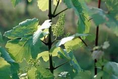 Wein