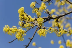 Pflanze des Monats Februar 2023: Kornelkirsche (Cornus mas)