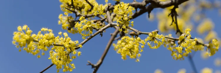Ast einer Kornelkirsche mit gelben Blüten.