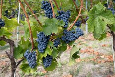 PIWI-Rebsorten: Eine nachhaltige Lösung für die Herausforderungen im Weinbau